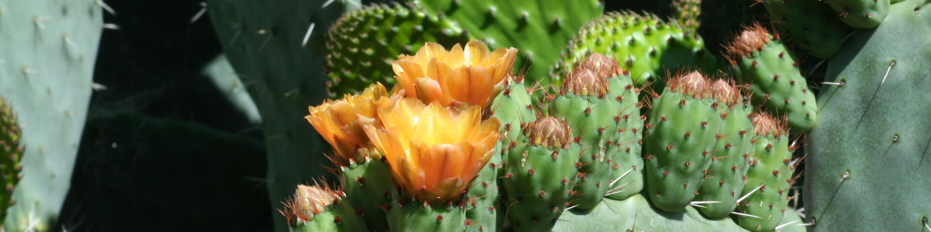 Andalusien-Kaktus