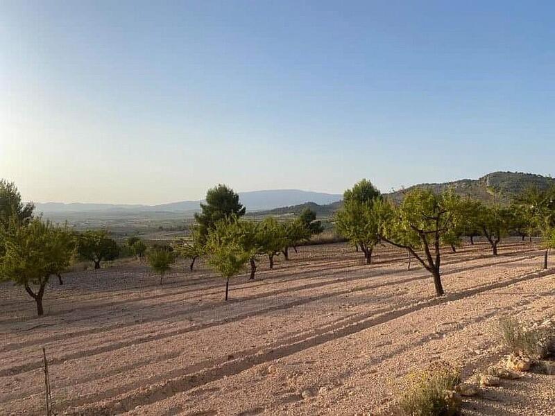 земля продается в Pinoso, Alicante