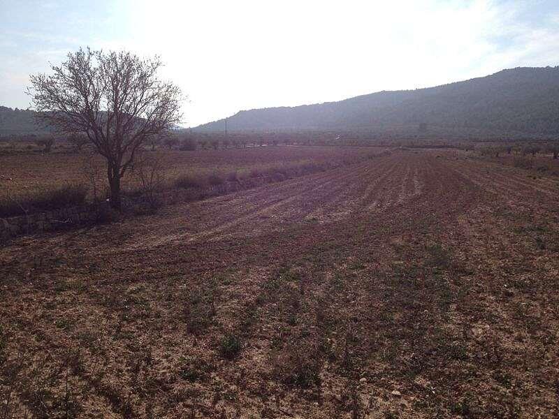 Land for sale in Pinoso, Alicante