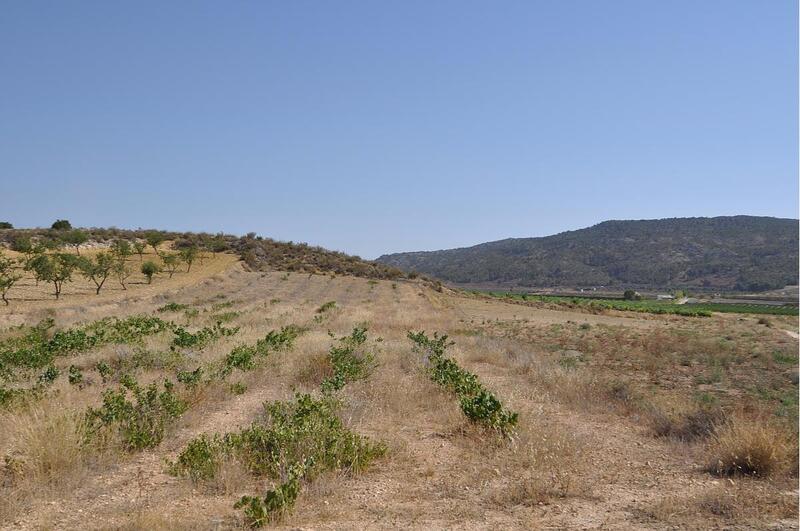 Land for sale in Pinoso, Alicante