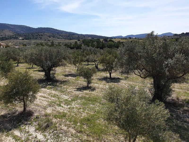 Land for sale in Sax, Alicante