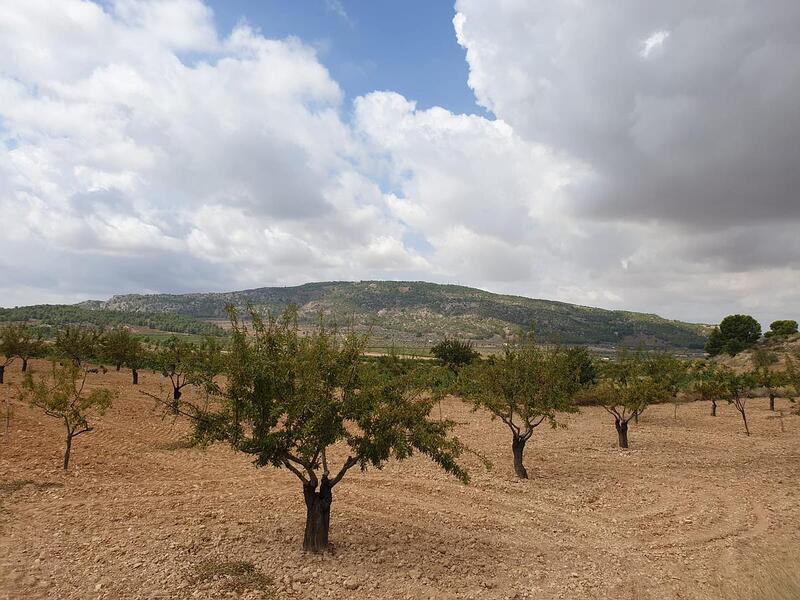 Land for sale in Pinoso, Alicante