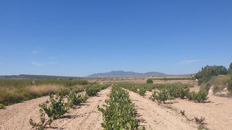 Land Te koop in Pinoso, Alicante