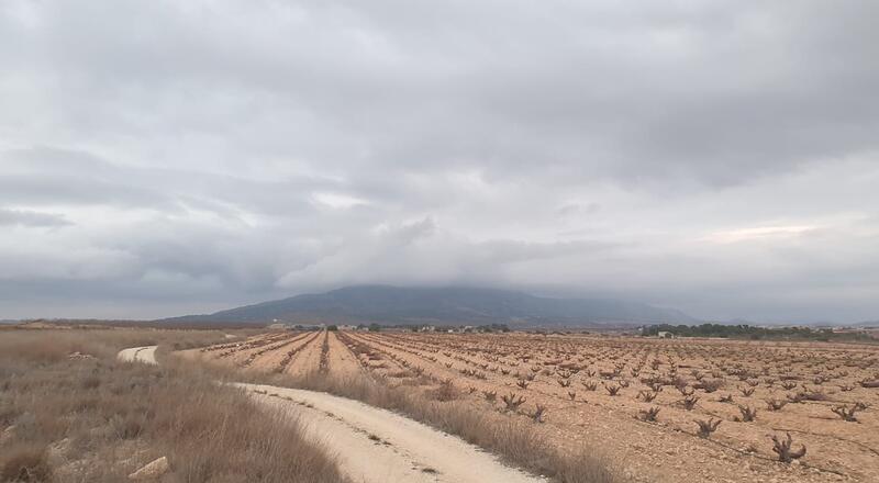 земля продается в Pinoso, Alicante