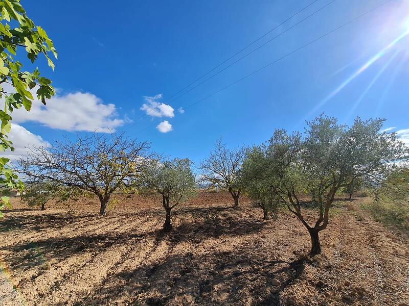 Terrain à vendre dans Yecla, Murcia