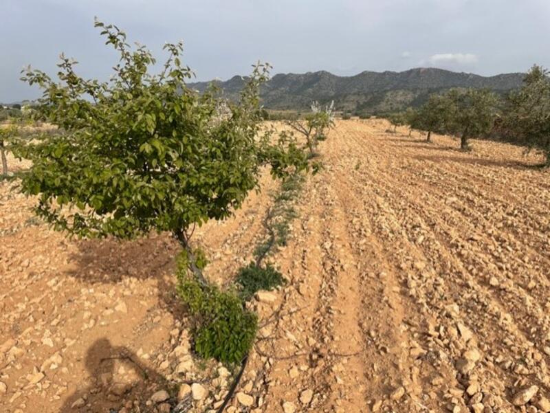 Terrain à vendre dans Yecla, Murcia