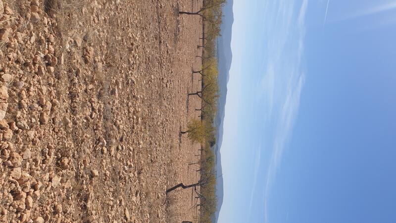 Terrenos en venta en Pinoso, Alicante