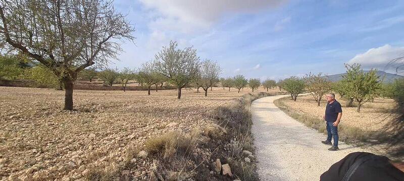 Land for sale in Pinoso, Alicante