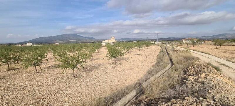 Land for sale in Pinoso, Alicante