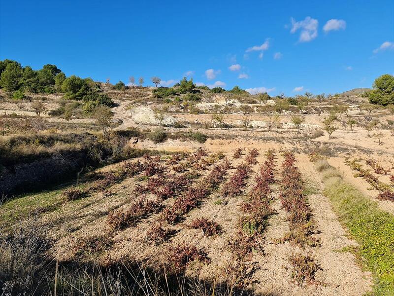 Terrenos en venta