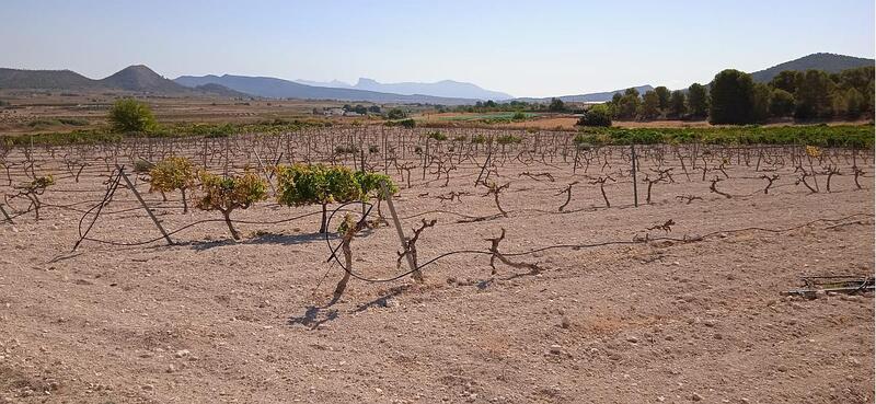 земля продается в Pinoso, Alicante