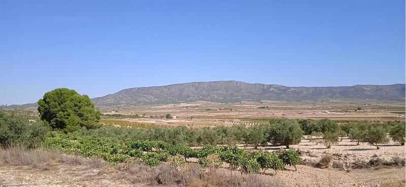 Terrain à vendre dans Pinoso, Alicante