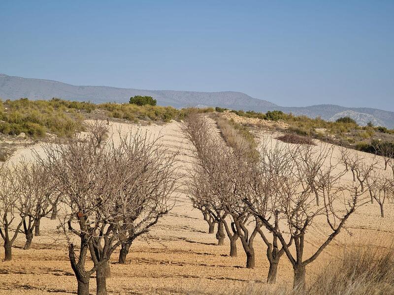 Land Te koop in Jumilla, Murcia