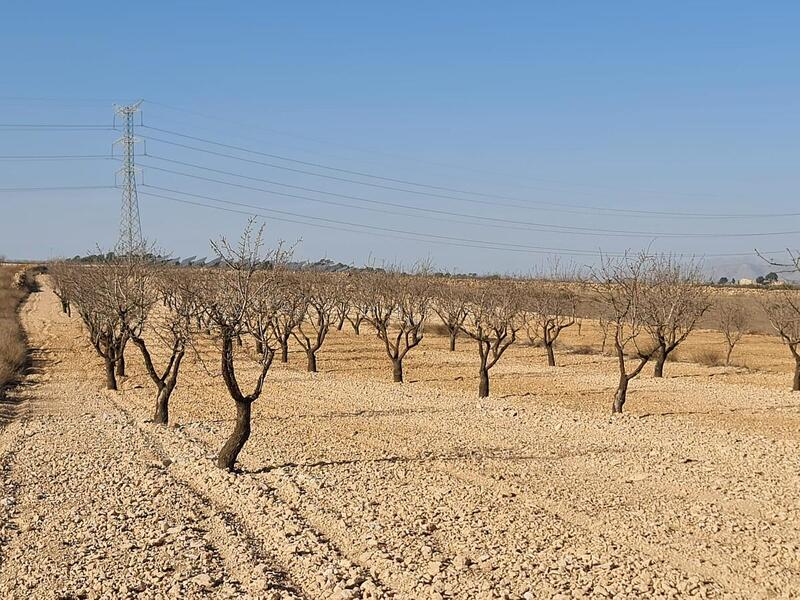 земля продается в Jumilla, Murcia