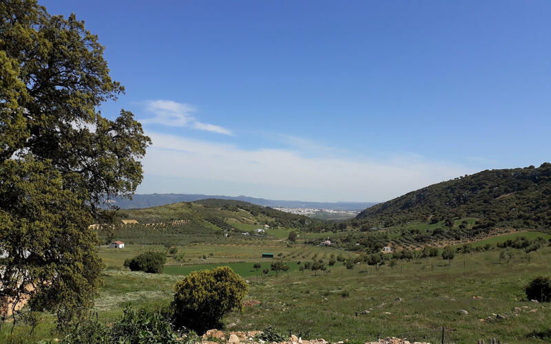 Handelsimmobilie zu verkaufen in Ronda, Málaga