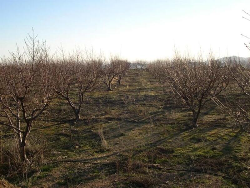 Land for sale in Canillas de Albaida, Málaga