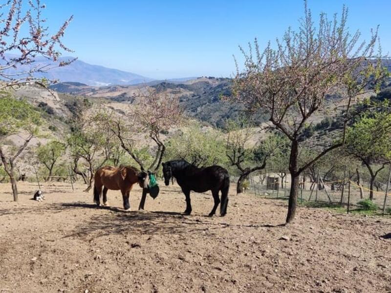 5 Cuarto Casa de Campo en venta