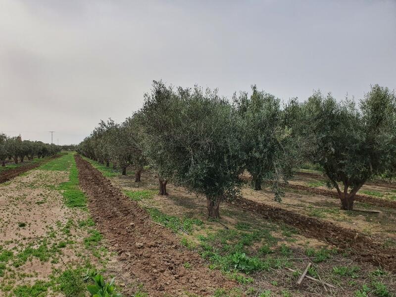 Landa till salu i Caserio de los Muñoces, Murcia