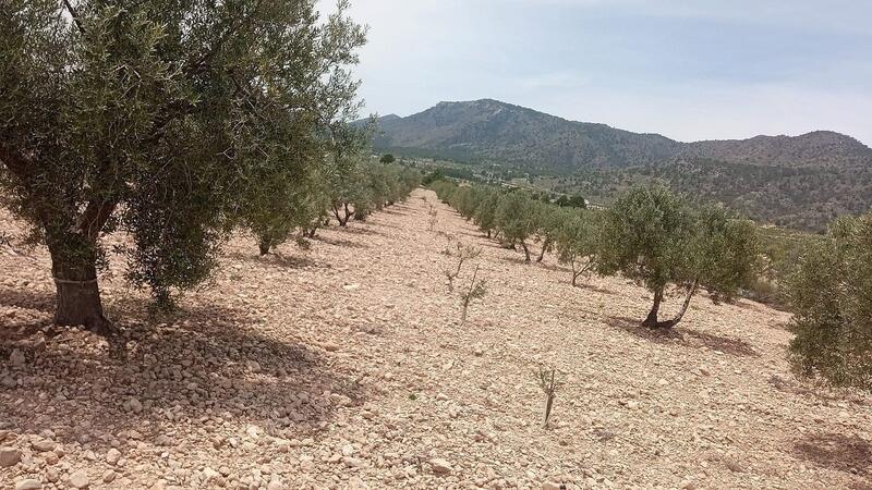 Landa till salu i Salinas, Alicante