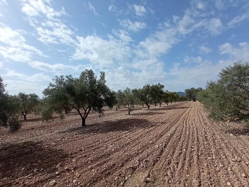 Land for sale in Salinas, Alicante