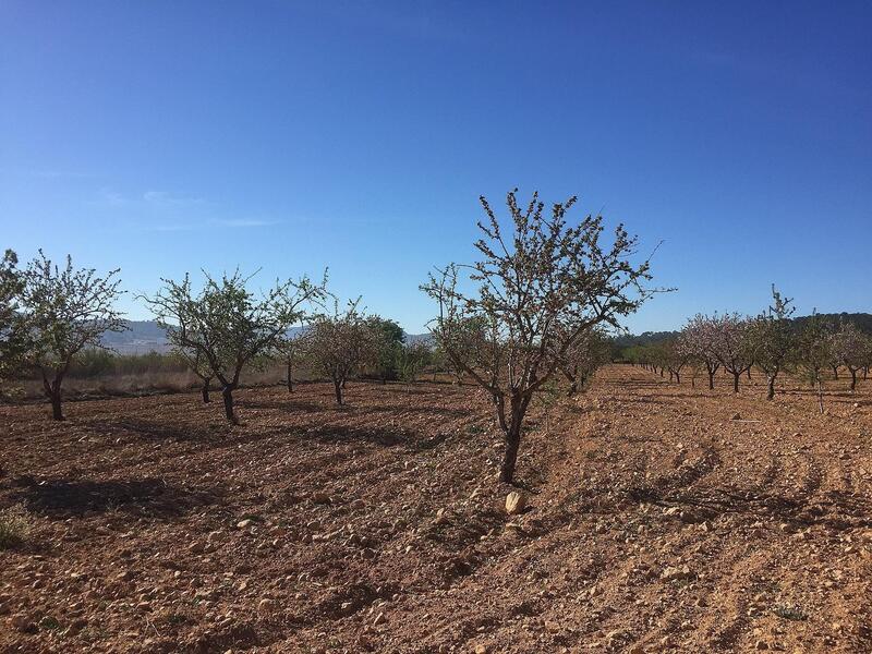 Land Te koop in Salinas, Alicante