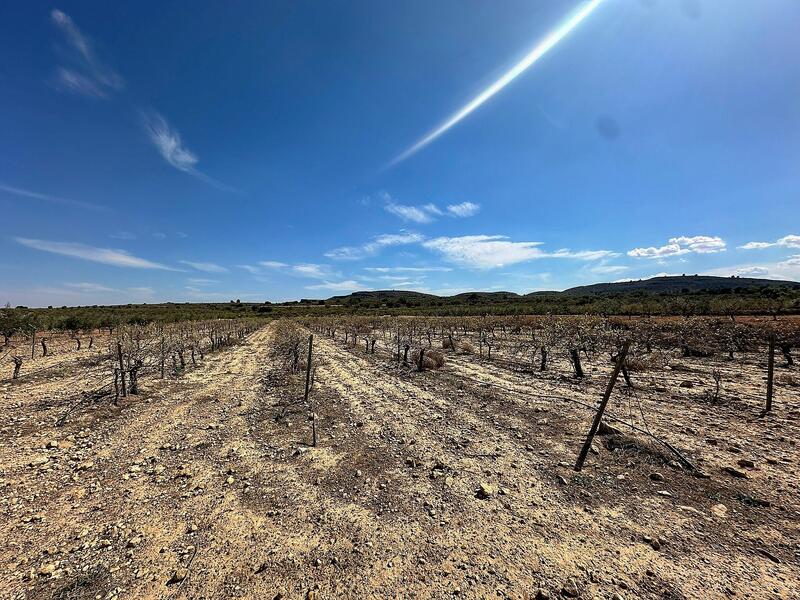 Terrain à vendre dans Yecla, Murcia