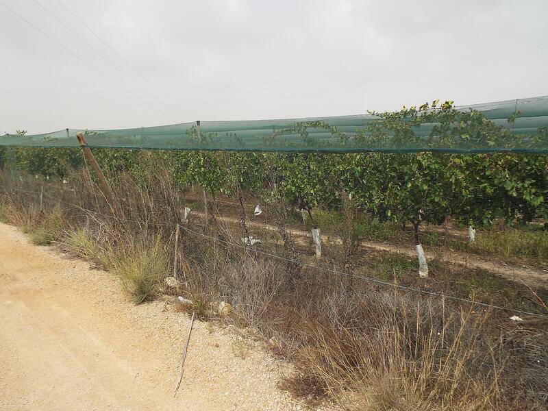 Land for sale in Monforte del Cid, Alicante