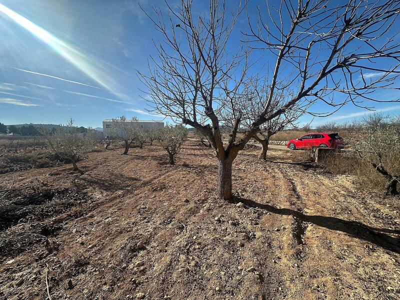 Terrenos en venta en Pinoso, Alicante