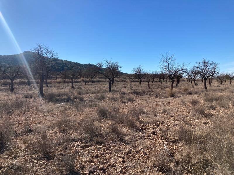 Jord til salg i Hondon de las Nieves, Alicante