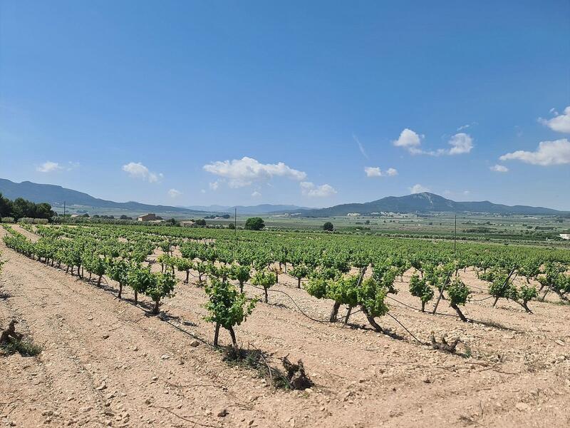 Terrain à vendre dans Salinas, Alicante