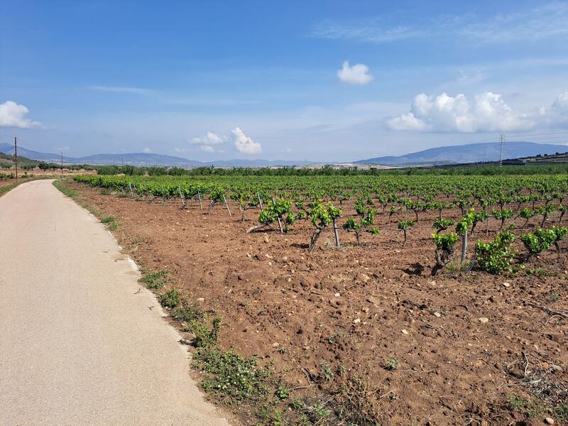 Terrenos en venta en Pinoso, Alicante