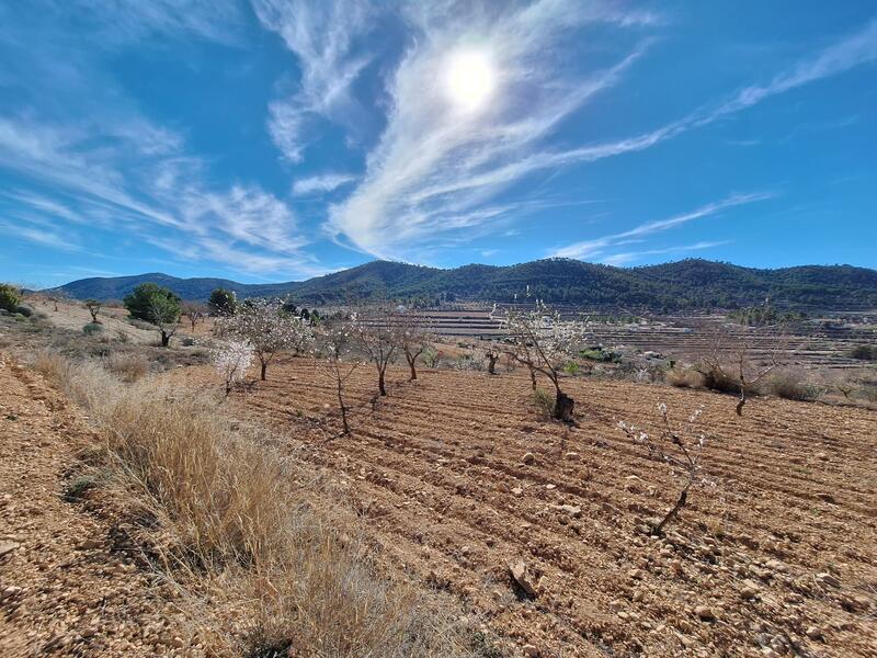 Land til salgs i Pinoso, Alicante