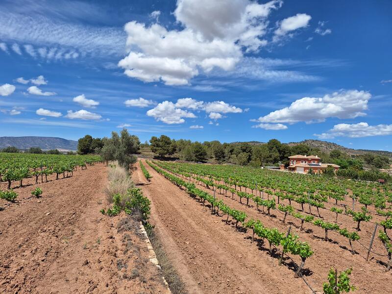 Terrenos en venta en Pinoso, Alicante