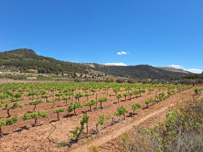 Landa till salu i Pinoso, Alicante