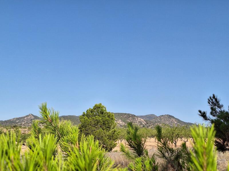 Terrain à vendre dans Pinoso, Alicante