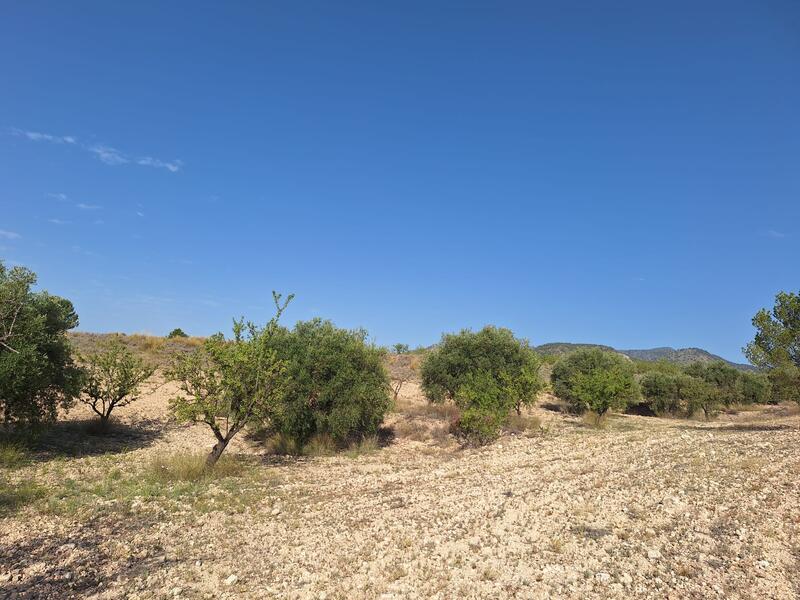 Land for sale