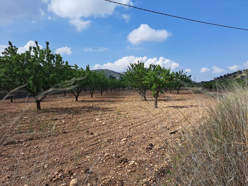 Land for sale in Pinoso, Alicante