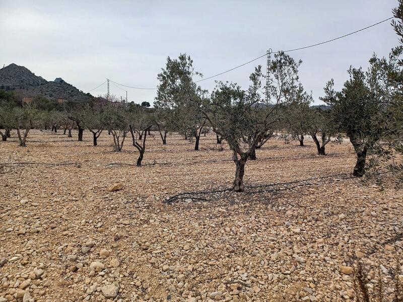 Jord til salg i La Romana, Alicante