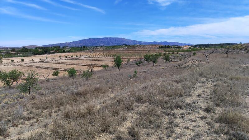 Land for sale in Pinoso, Alicante