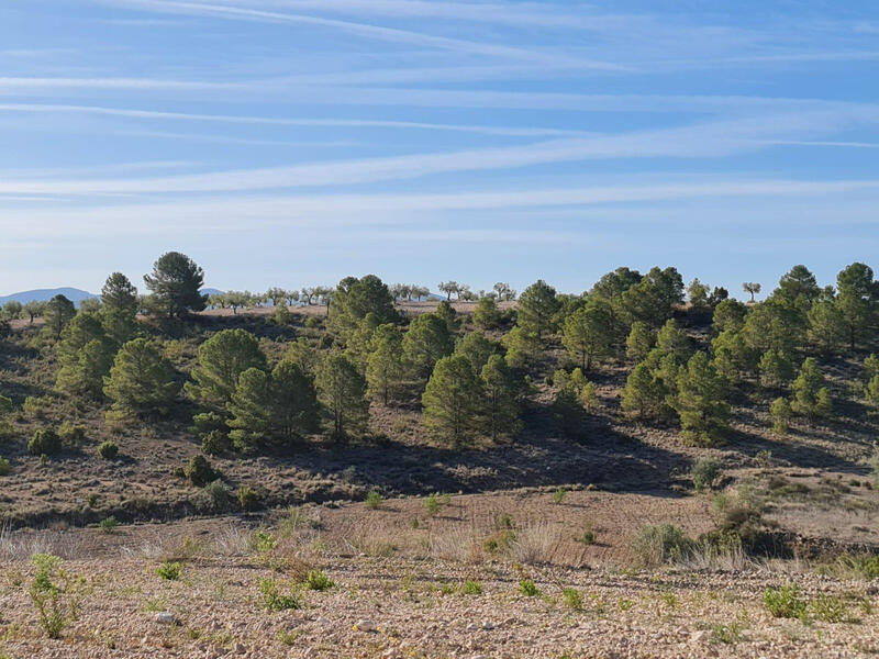 Sonstiges zu verkaufen in Torrevieja, Alicante