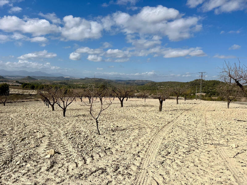 Terrenos en venta en Bullas, Murcia