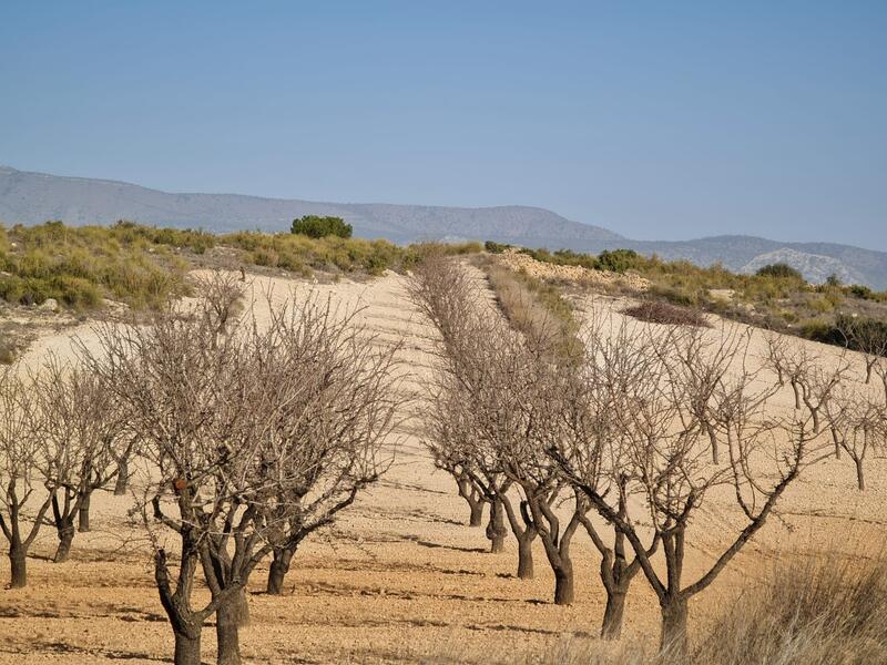 Grundstück zu verkaufen in Jumilla, Murcia