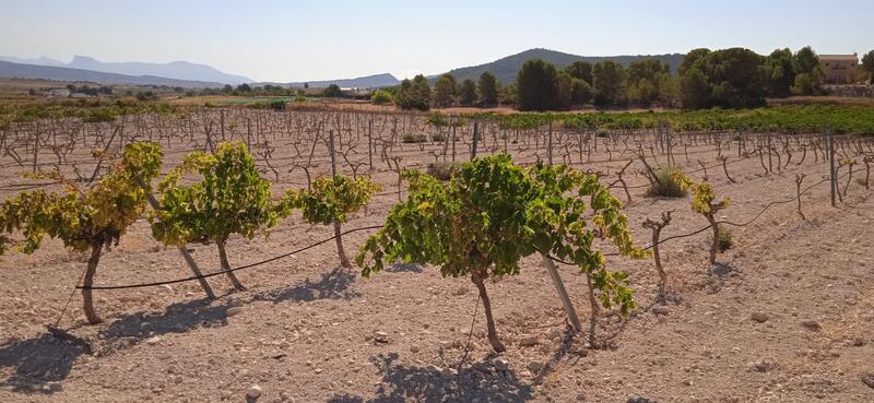 Terrenos en venta