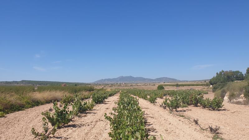 Land for sale in Pinoso, Alicante