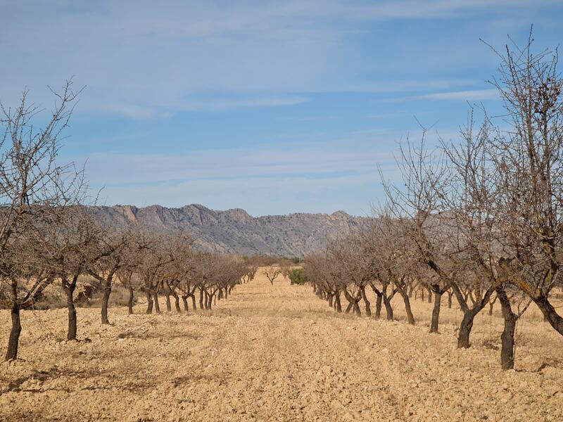 Land Te koop in Raspay, Murcia