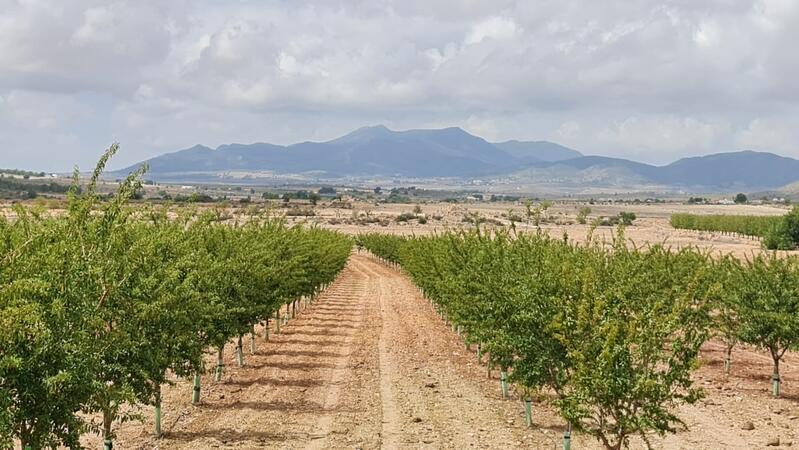 Land for sale in Pinoso, Alicante