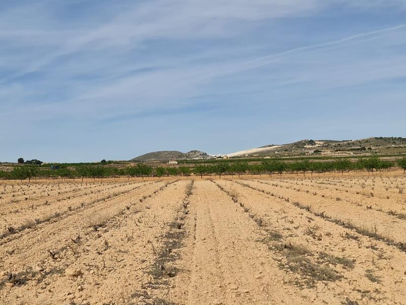 земля продается в Pinoso, Alicante