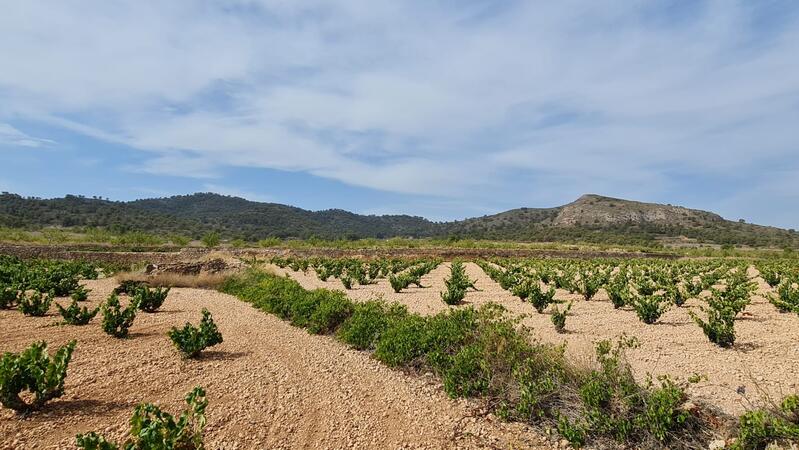 Terrenos en venta