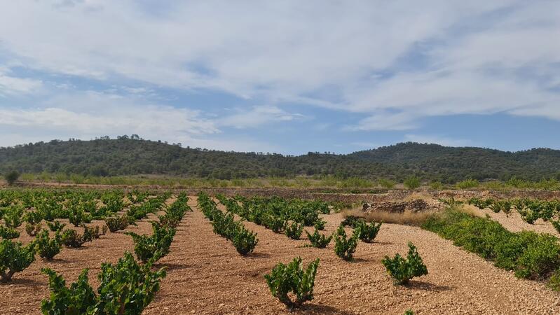 Terrenos en venta