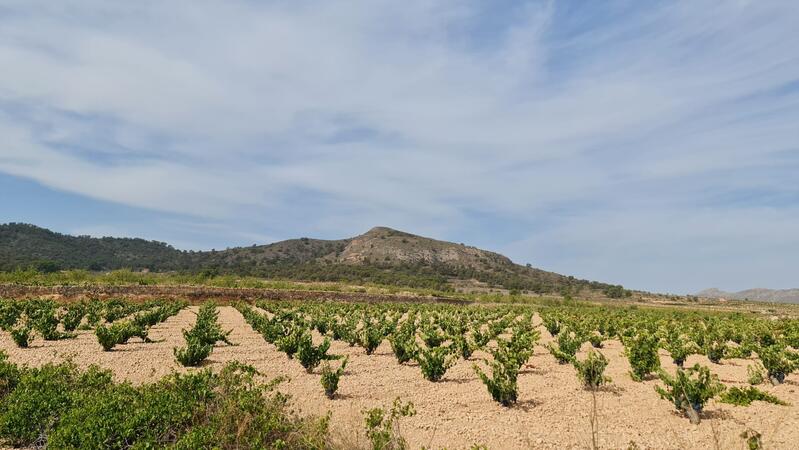 Terrenos en venta